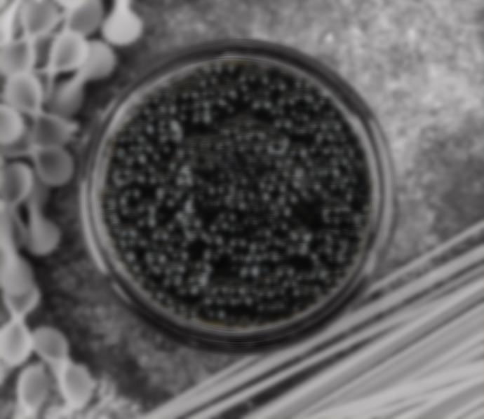Se veria un envase con granos de caviar Envase con granos de Caviar
