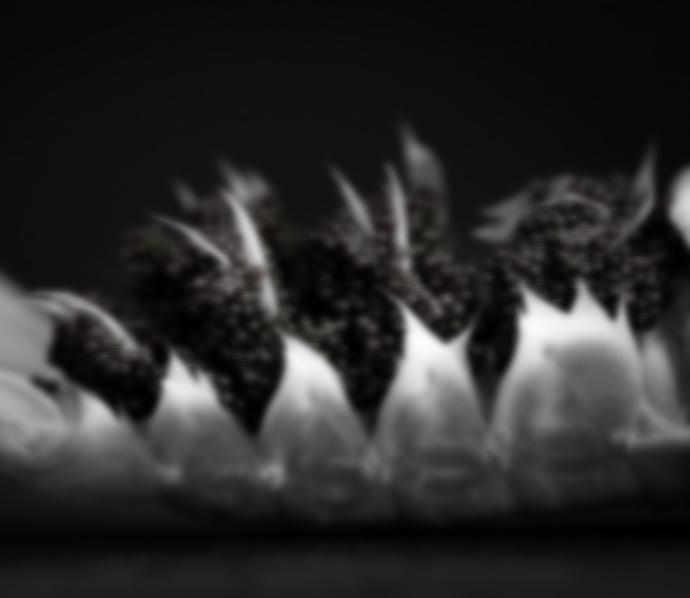 Se verían los granos de caviar osetra Granos de caviar osetra